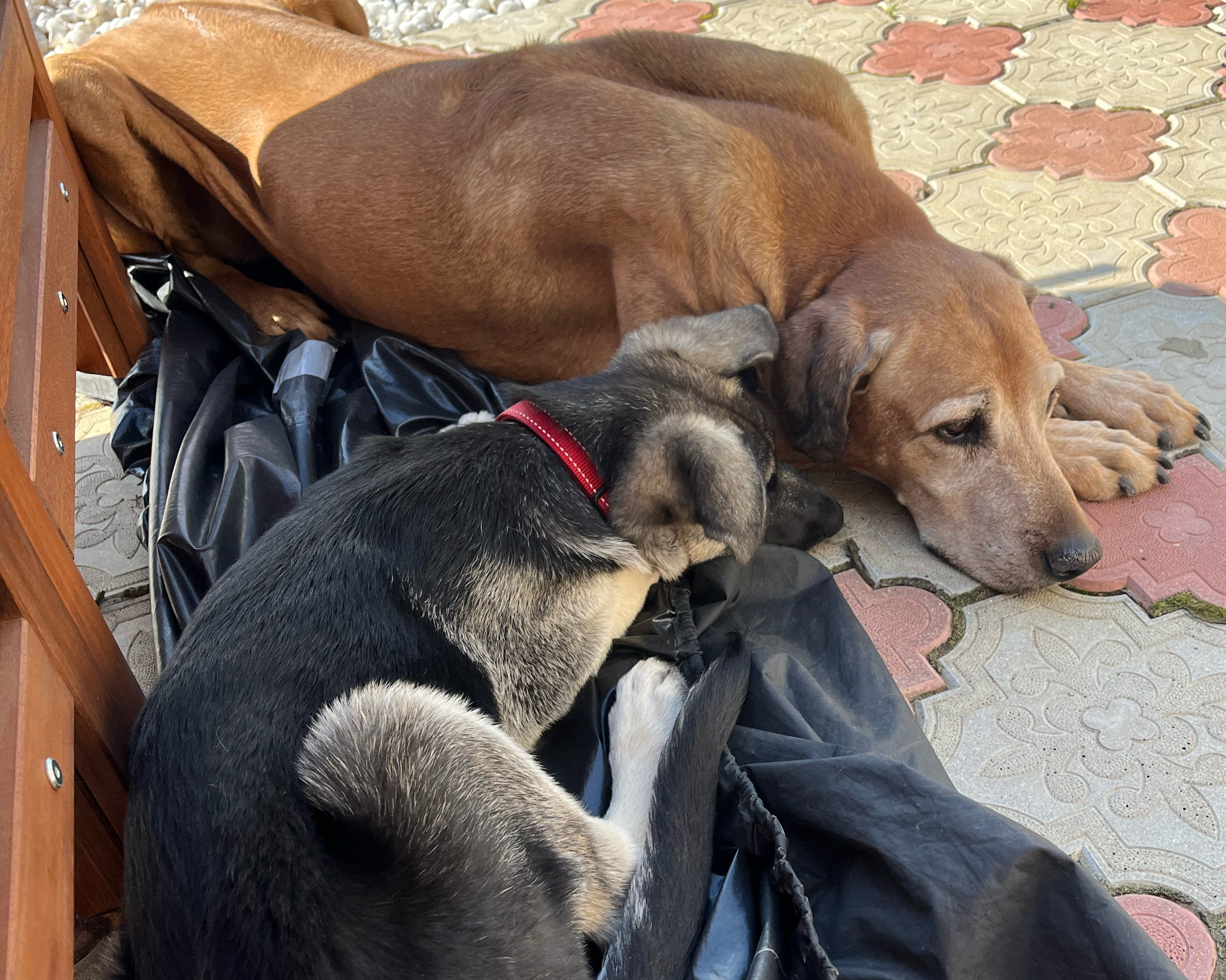 Friends | The Fun Gang Family dogs