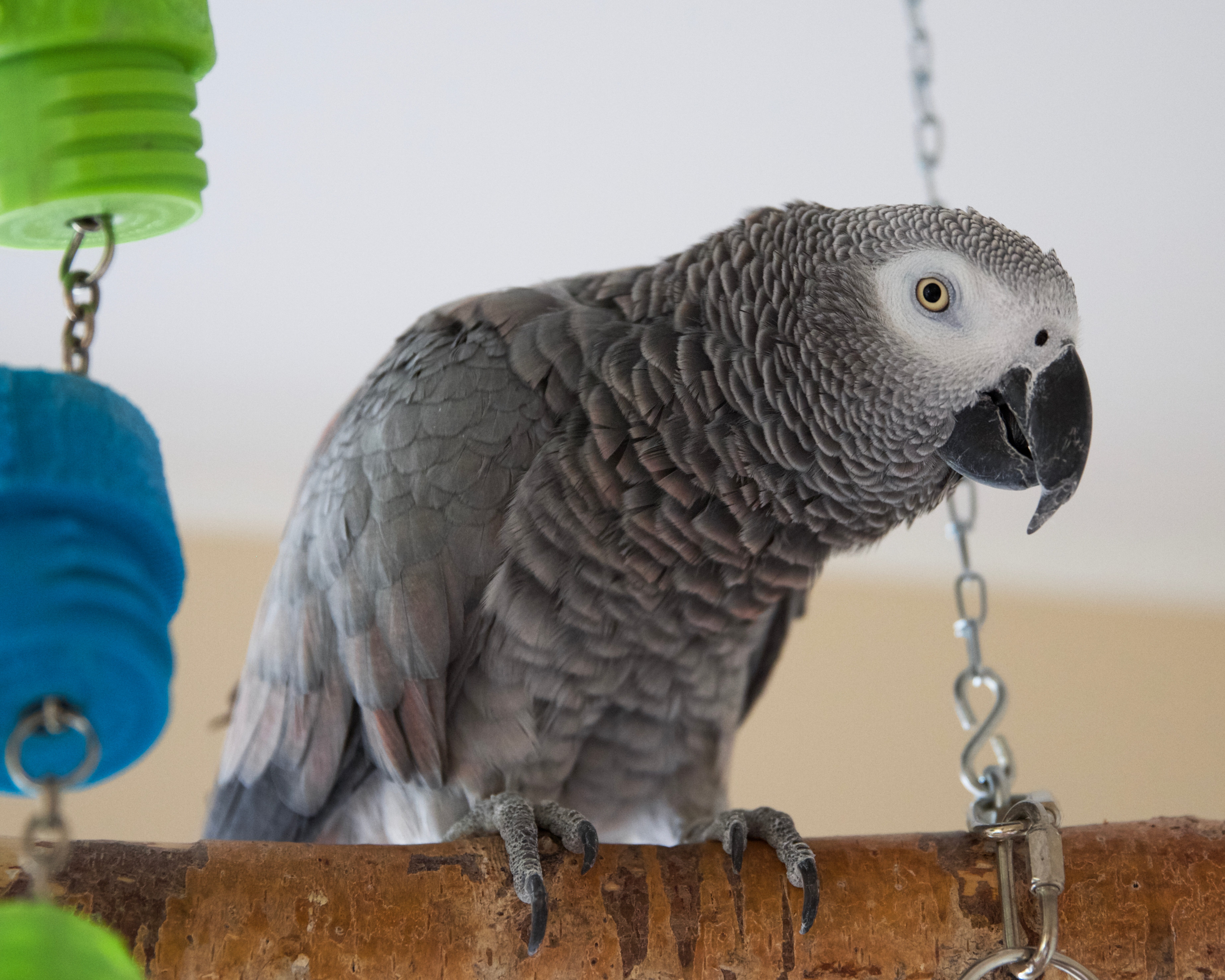 Parrots | Background sounds African grey parrot